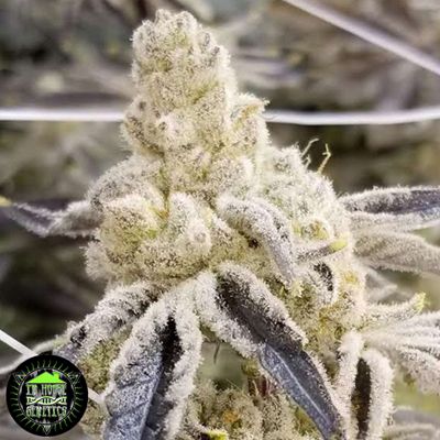 Masterpiece, In House Genetics - Bild 1