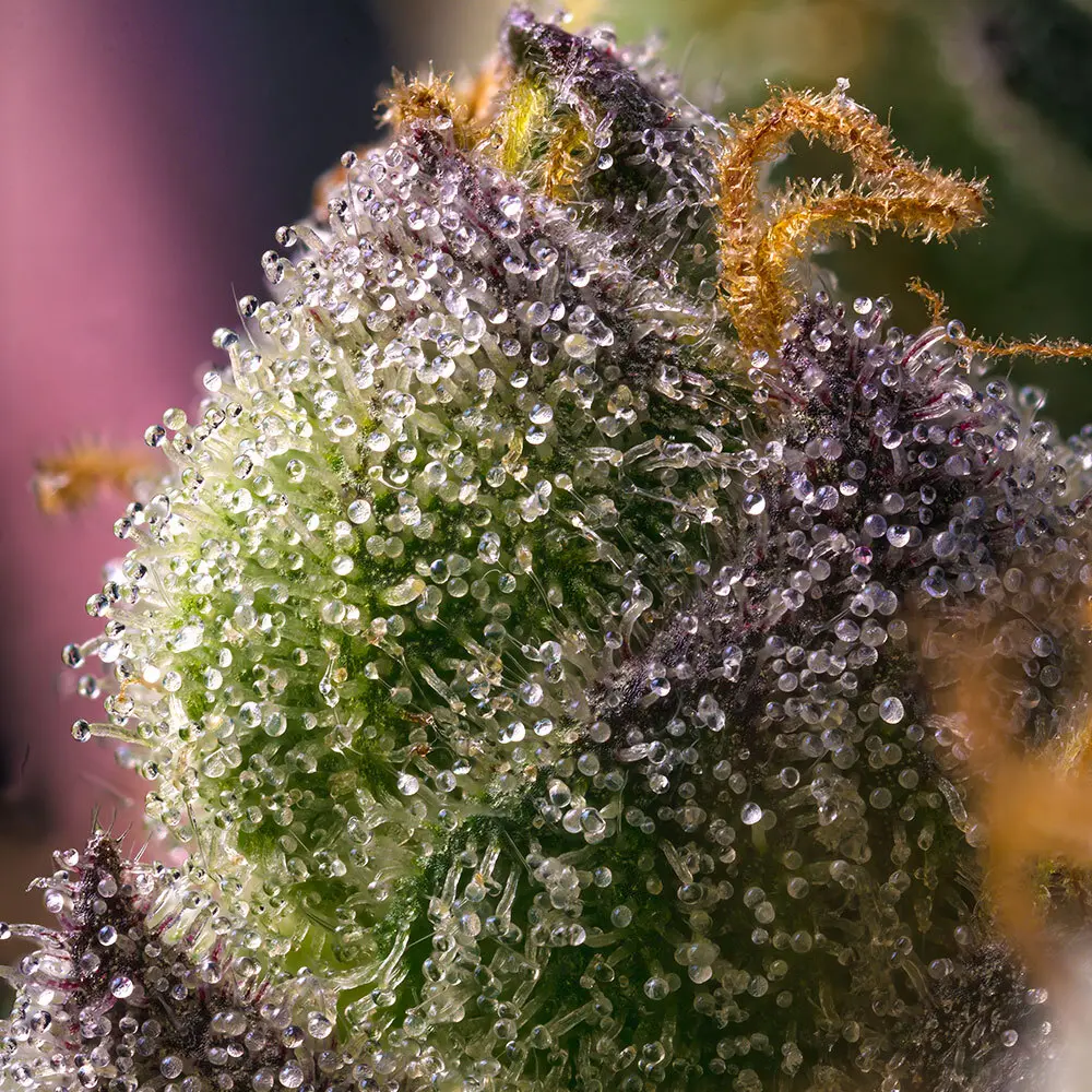 Hindu Kush - Bild 3