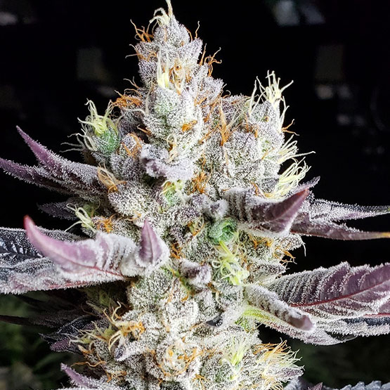 BooBerry Cookies RBX, Ethos Genetics - Bild 1