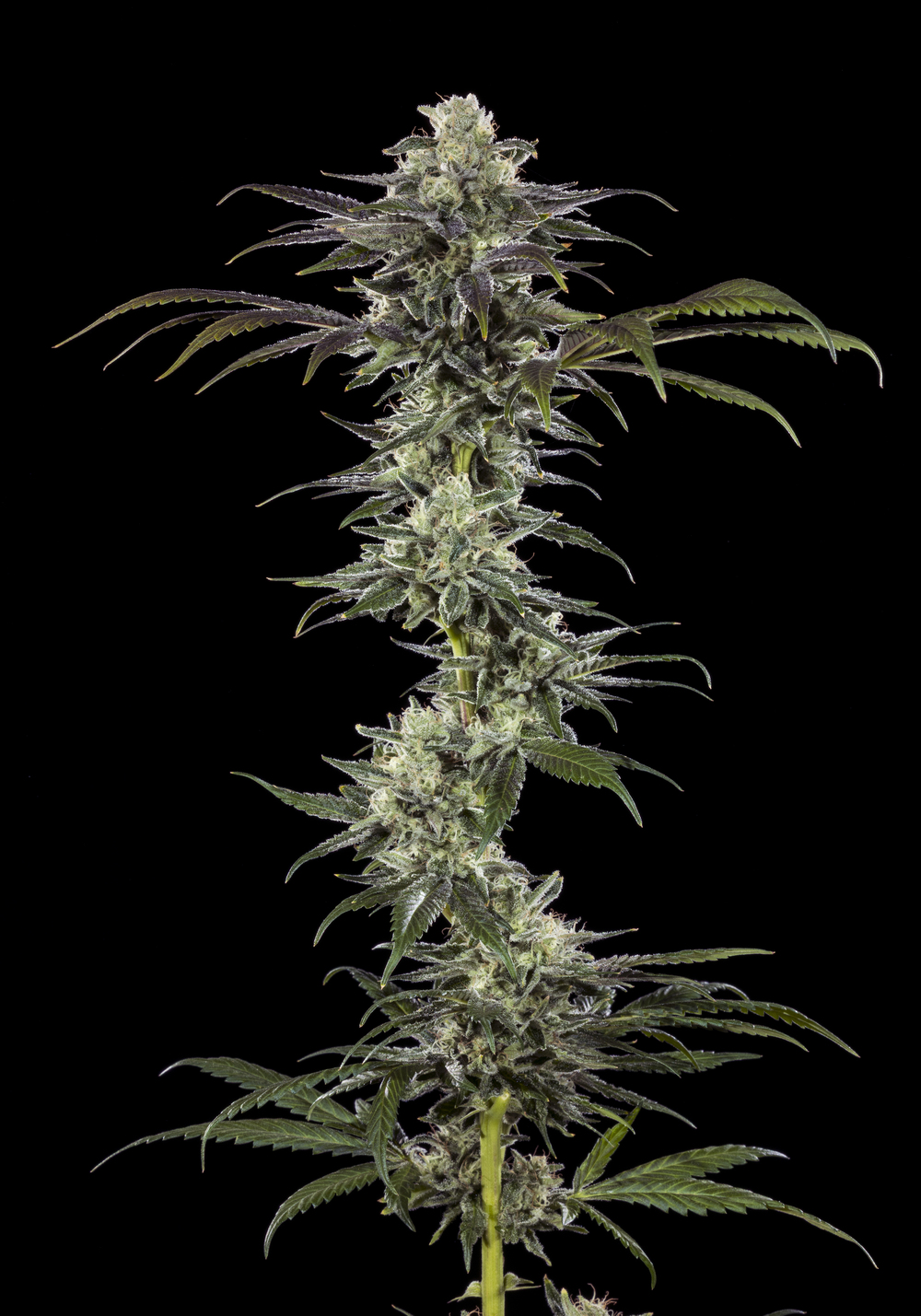 RS11, Barneys Farm - Bild 1