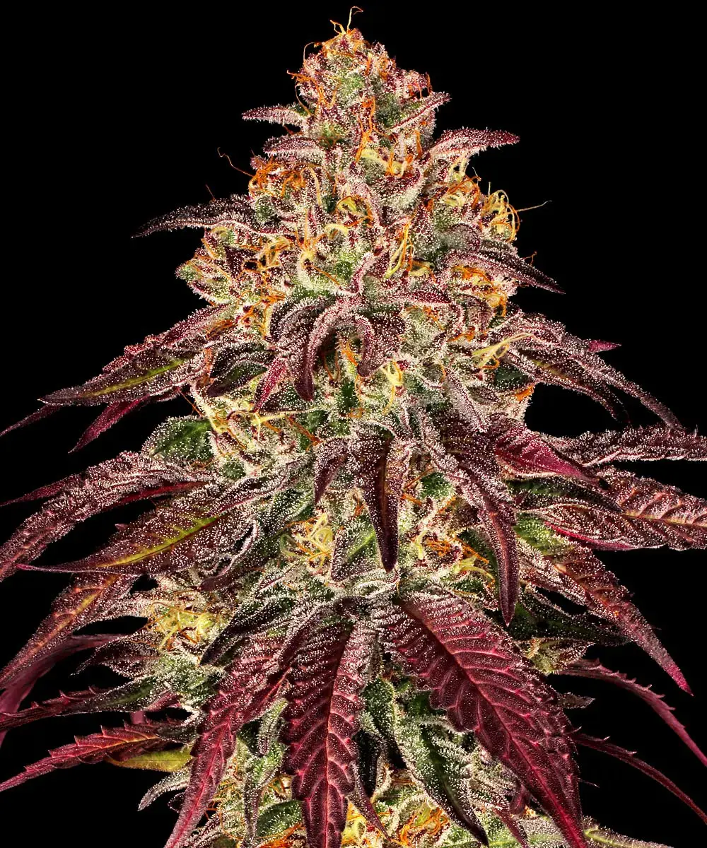 Mimosa x Orange Punch Auto Mimosa x Orange Punch Auto