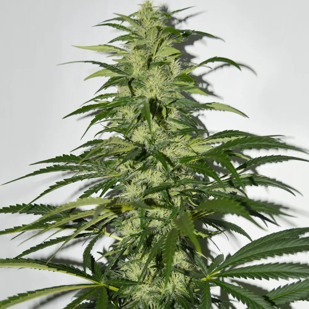 S.A.G.E. - Bild 5