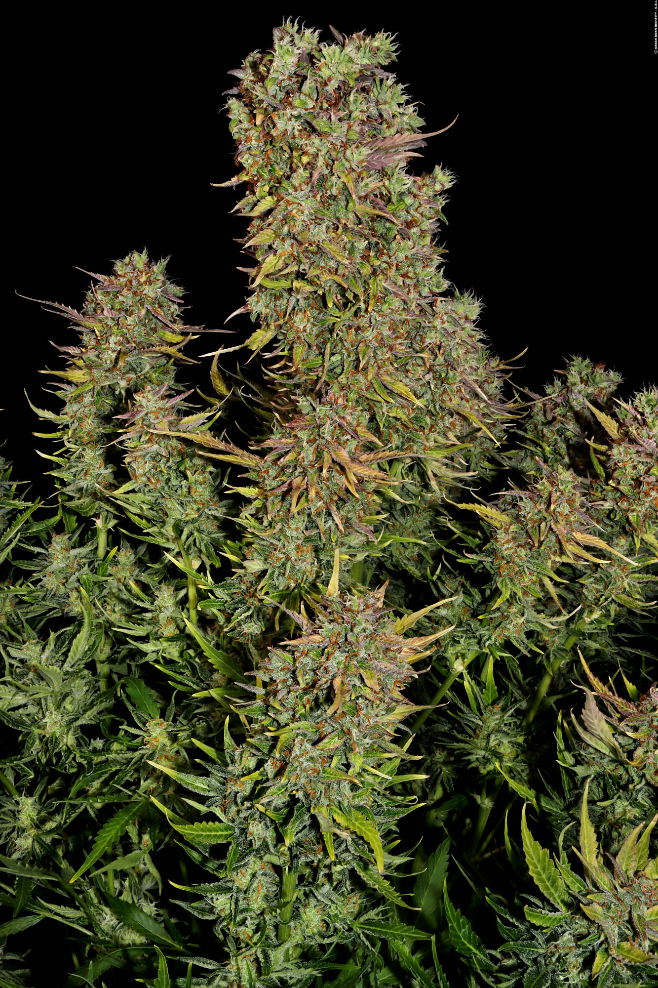 AK-47 Auto Bild 3
