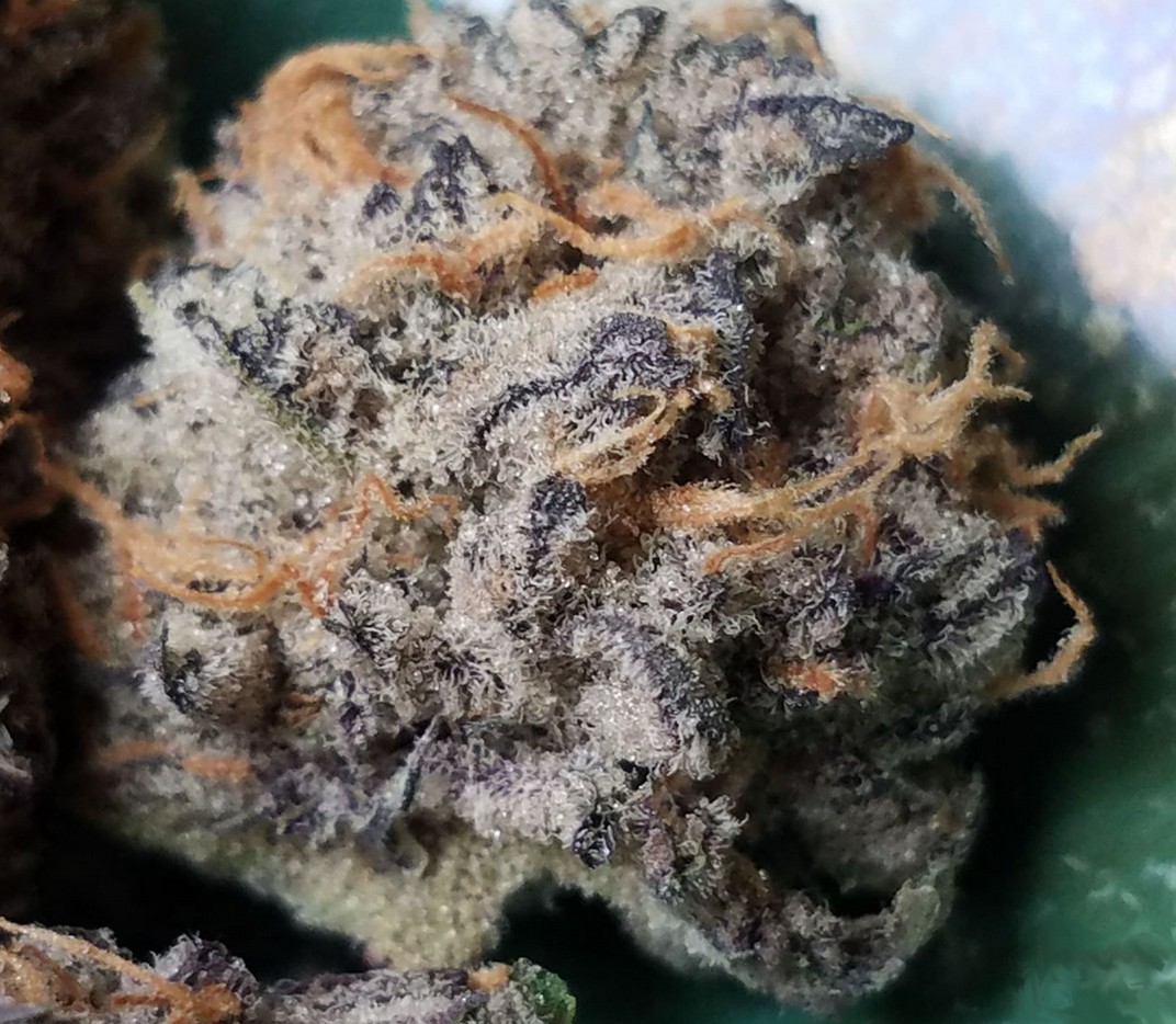 Dolato S1, In House Genetics - Bild 2