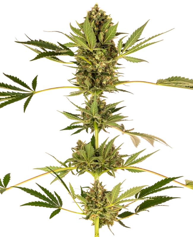 Himalayan CBD, Sensi Seeds - Bild 1