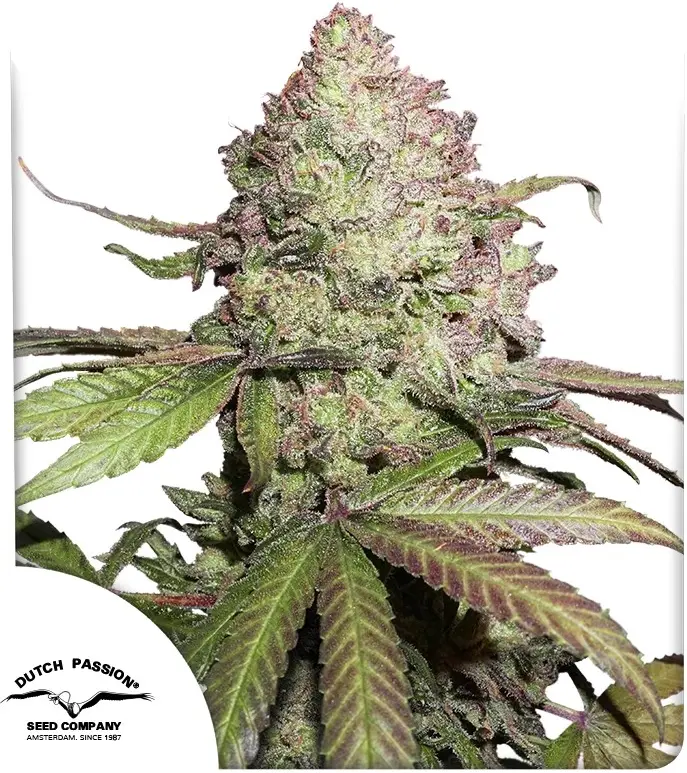 CBD Auto Charlotte’s Angel - Bild 1