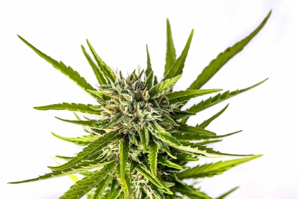 Strawberry Haze Auto - Bild 2
