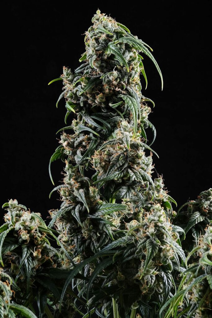 CBDV Auto