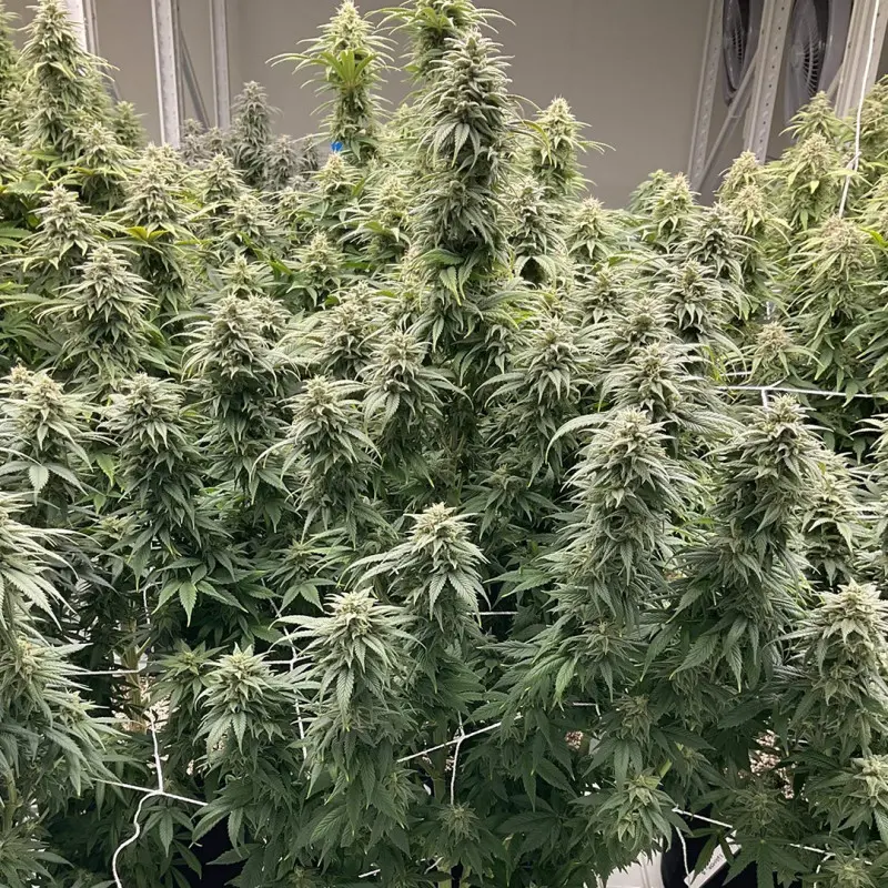 CBD Skunk Haze® - Bild 3