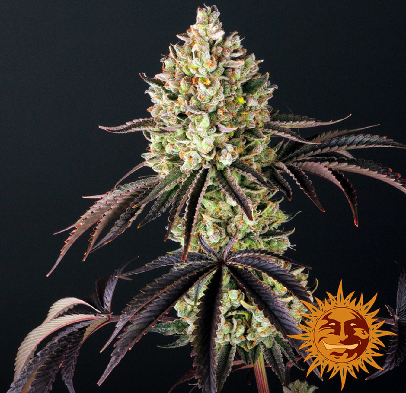 Glookies, Barneys Farm - Bild 1