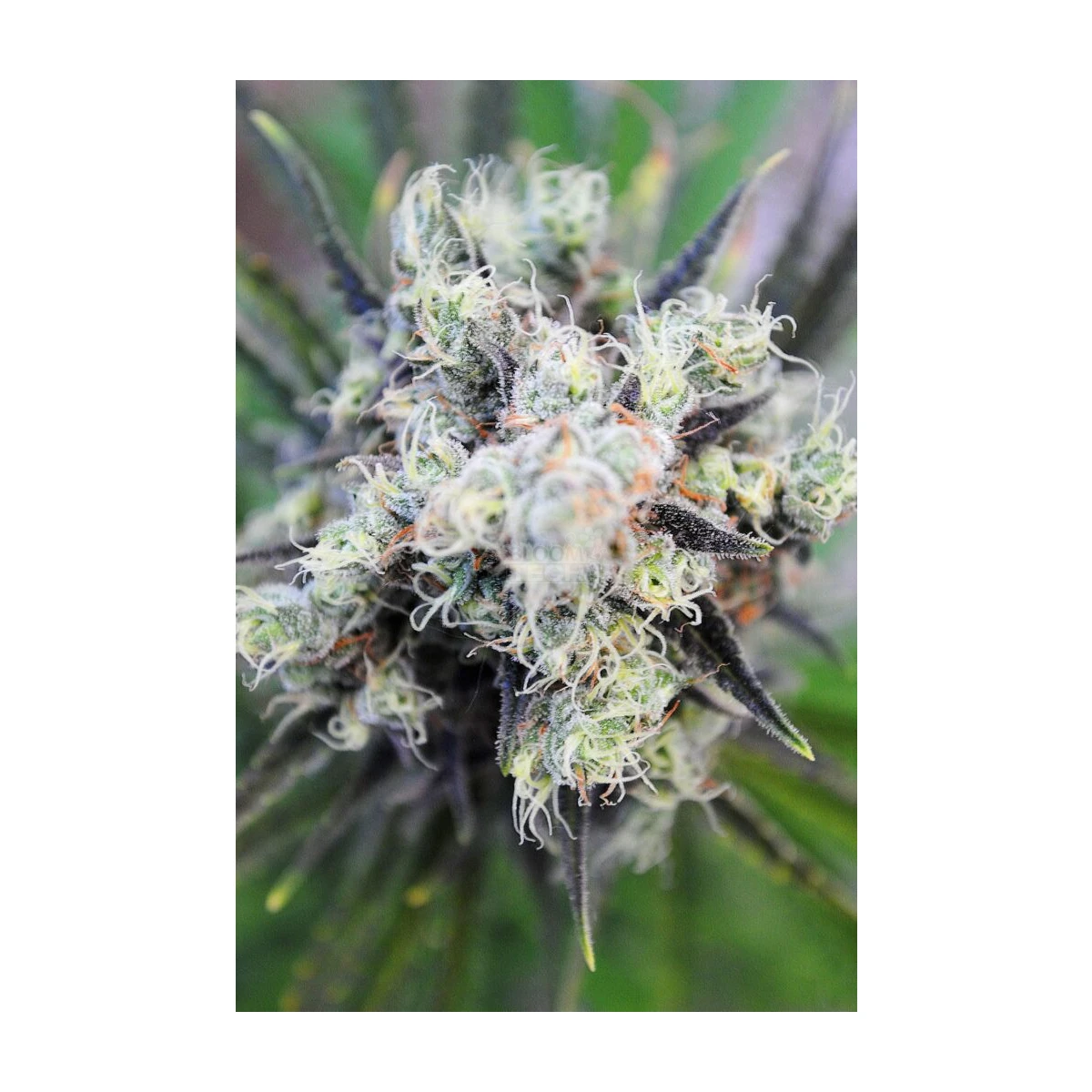 Baby Boom Auto