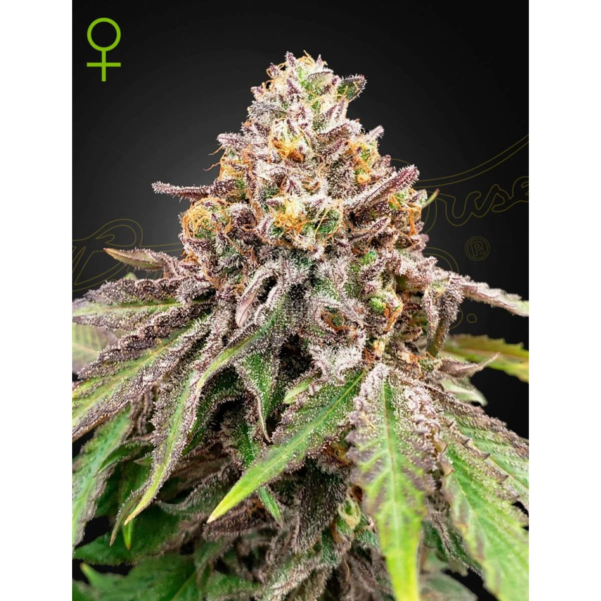 Blue Haze x Gelato 41 Auto