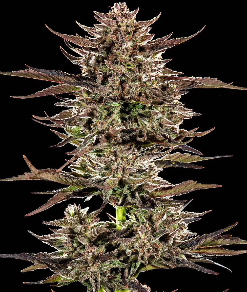 Frosted Zinn x 3 Bears OG Auto - Bild 1