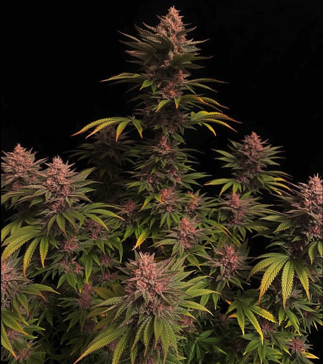 Purple Lemonade FF, Fastbuds - Bild 3