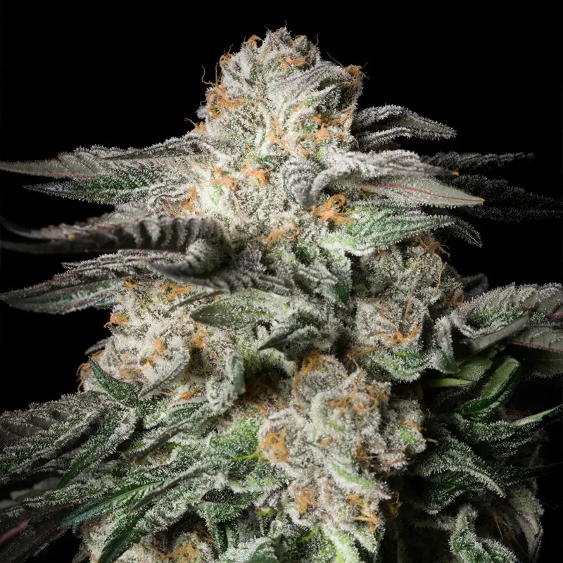 Mint Candy - Bild 1