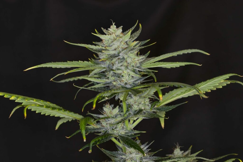 Gorilla King Auto