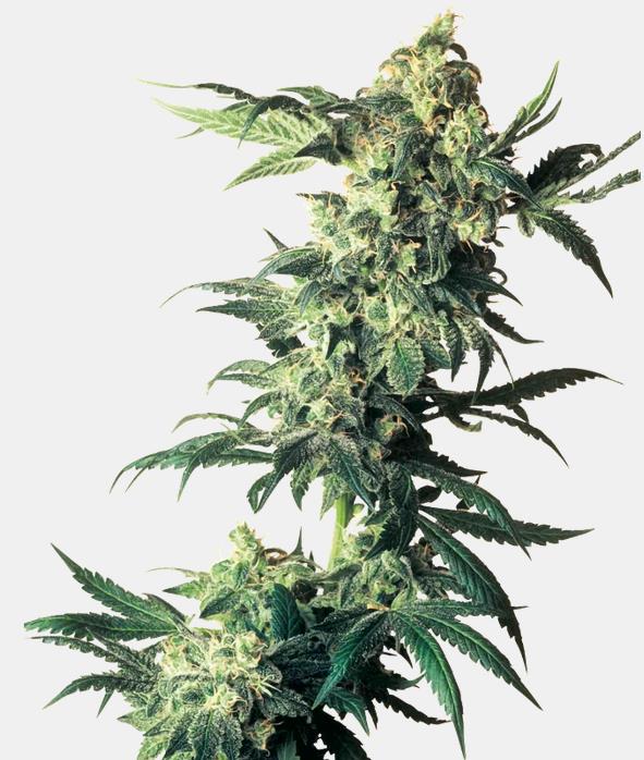 Northern Lights #5 x Haze, Sensi Seeds - Bild 1