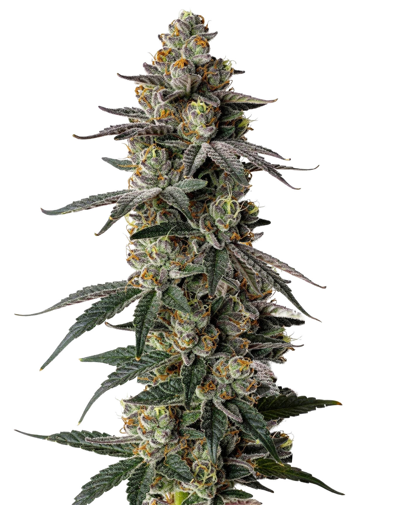 MAC 1 Auto