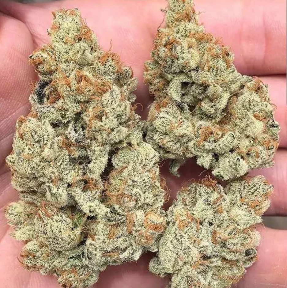 Frozen Gelato, In House Genetics - Bild 1