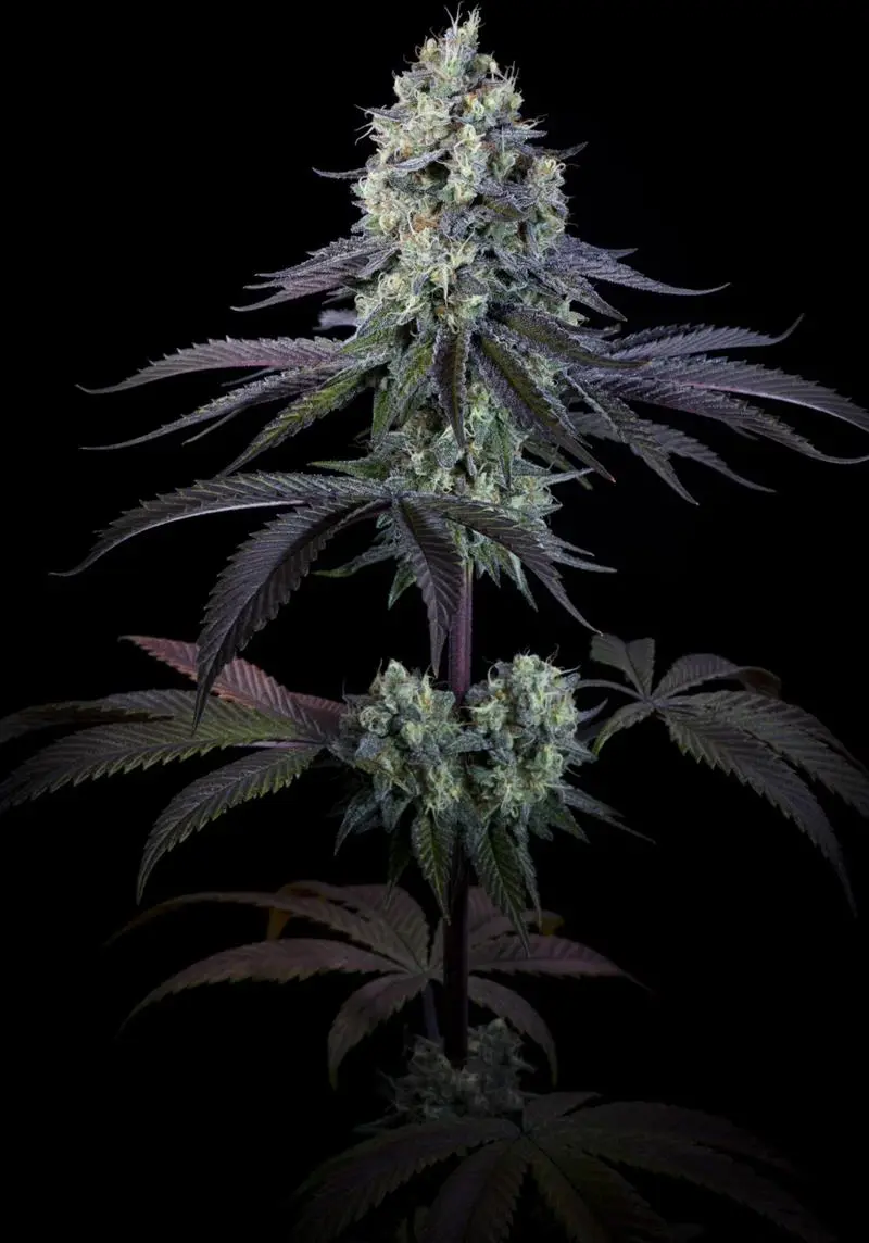 Purple Mints - Bild 3