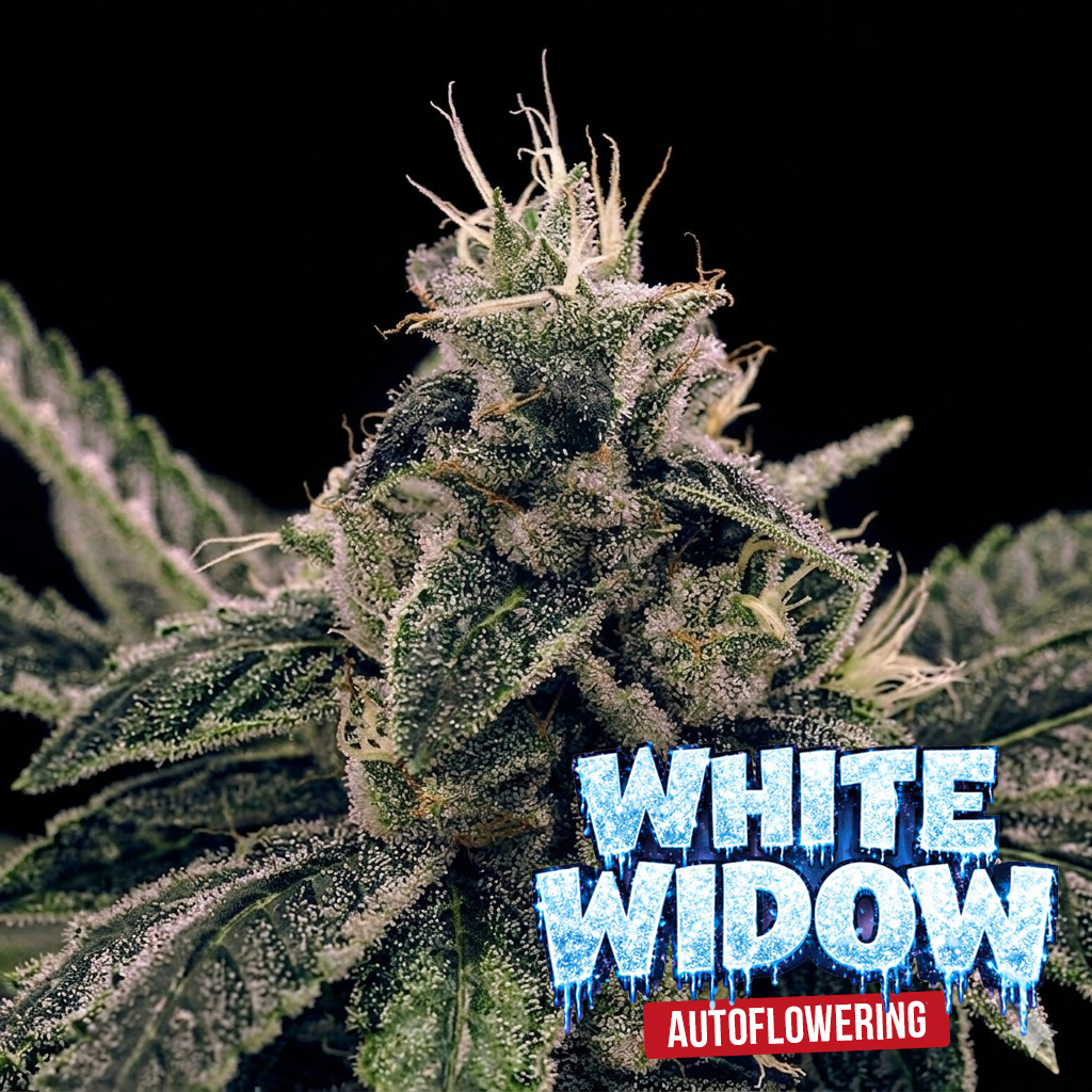 White Widow Auto