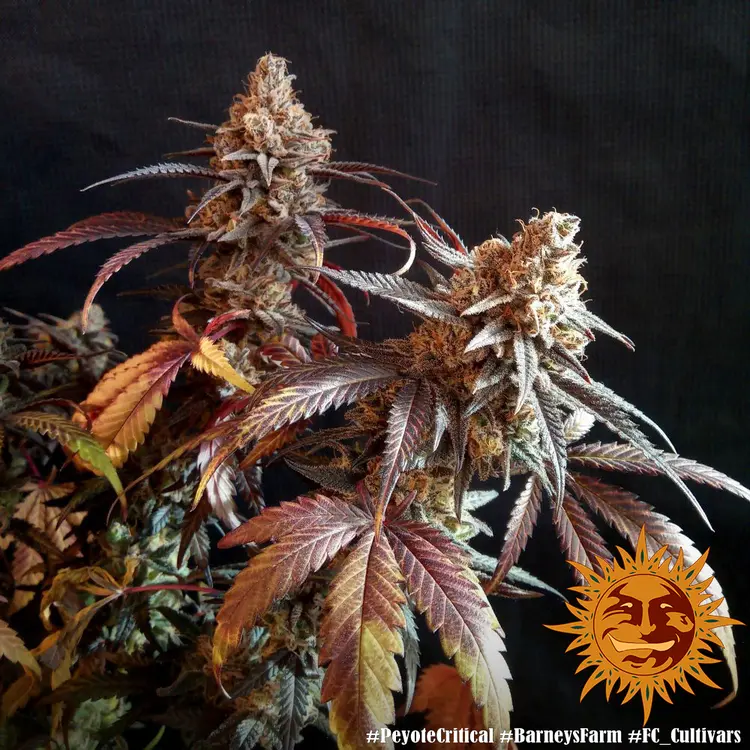 Peyote Critical - Bild 6