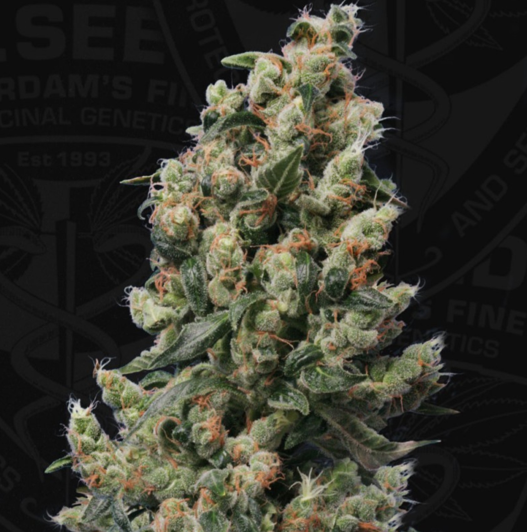 Kushage™, T.H. Seeds - Bild 1