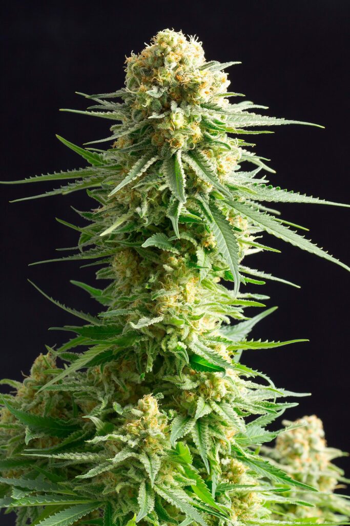 Kritikal-K Kritikal-K