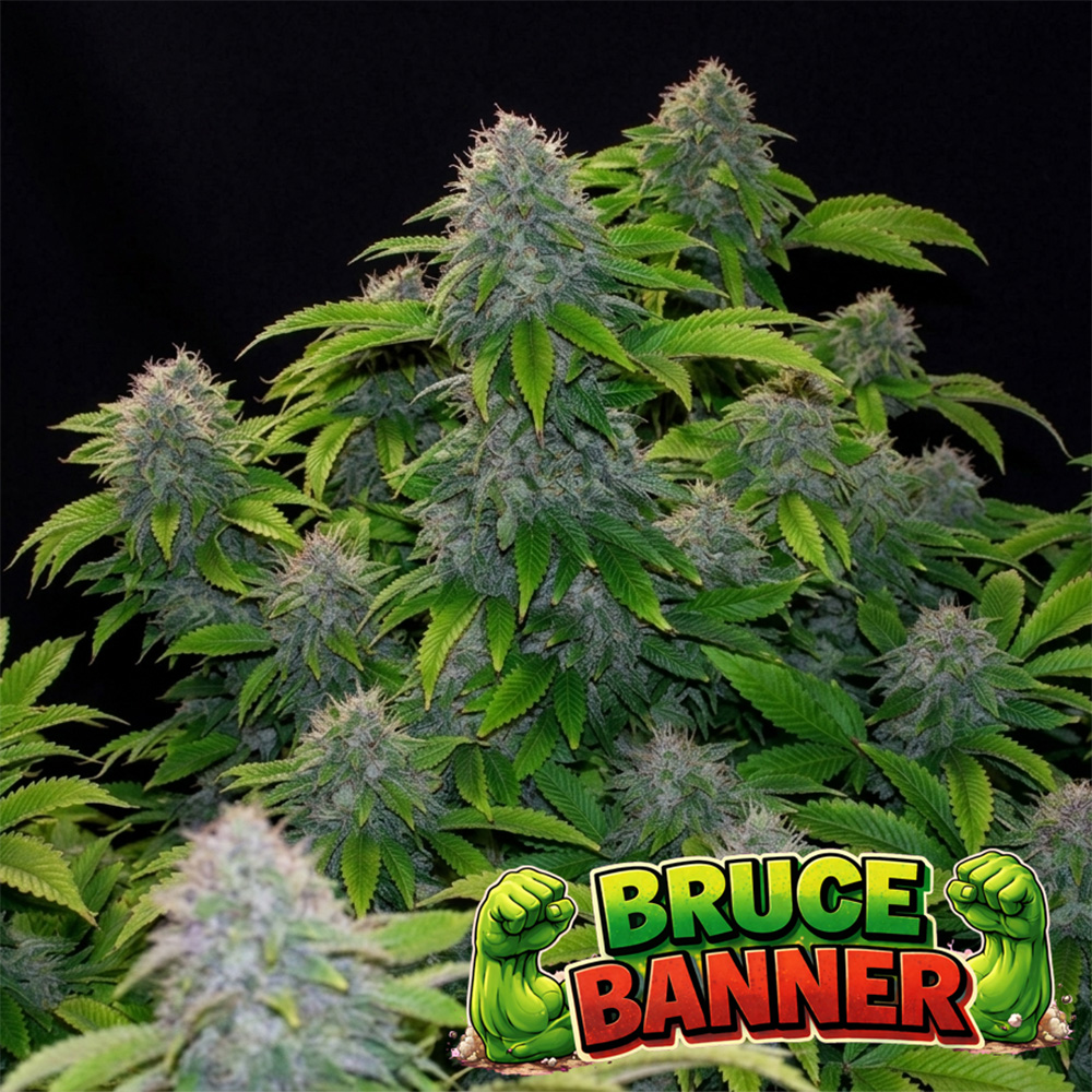 Bruce Banner
