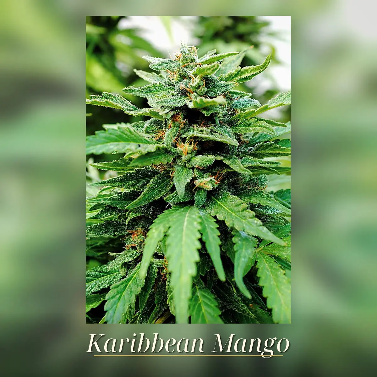 Karribean Mango - Bild 1
