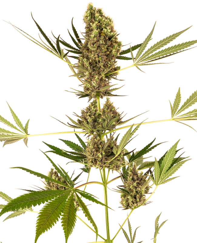 Alpine Delight CBD Auto, Sensi Seeds - Bild 1