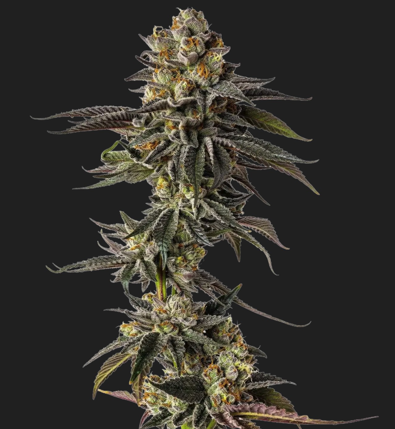 Toad Venom Auto, Growers Choice - Bild 1