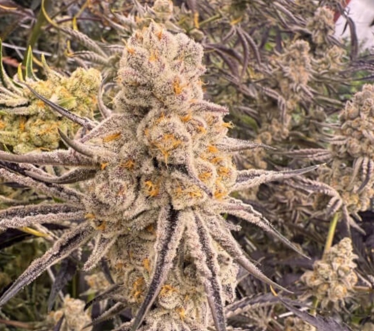 Slurricane IX, In House Genetics - Bild 1