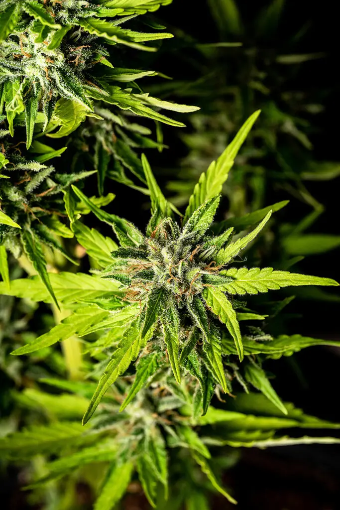 Strawberry Haze Auto - Bild 3