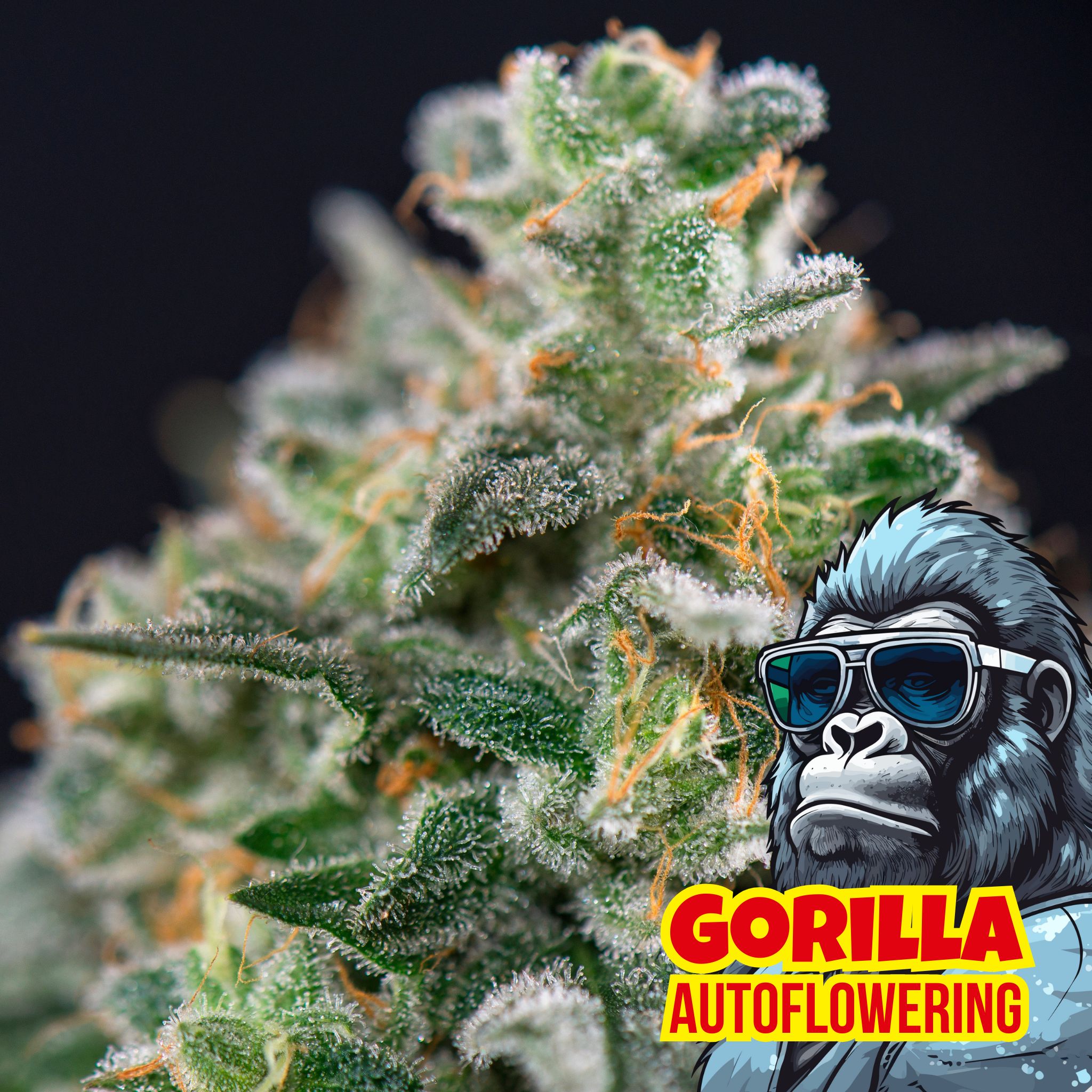 Gorilla Auto