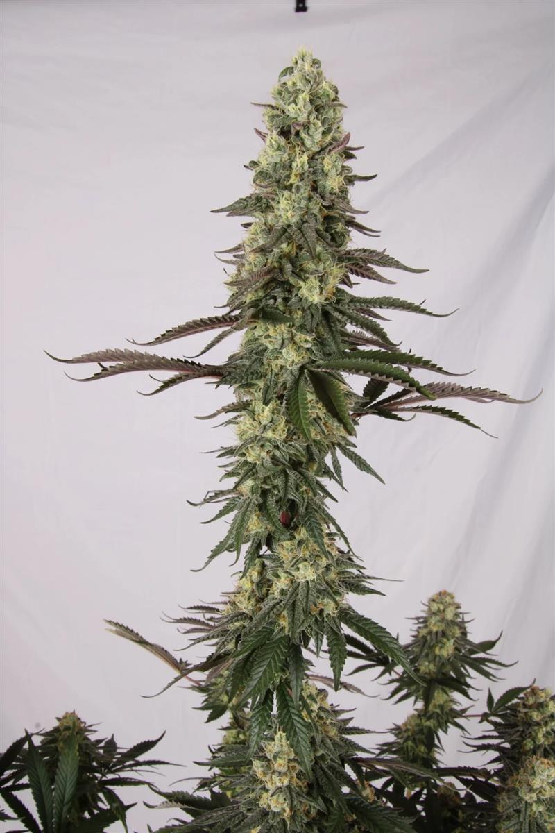 El Dorado OG, Paradise Seeds - Bild 7