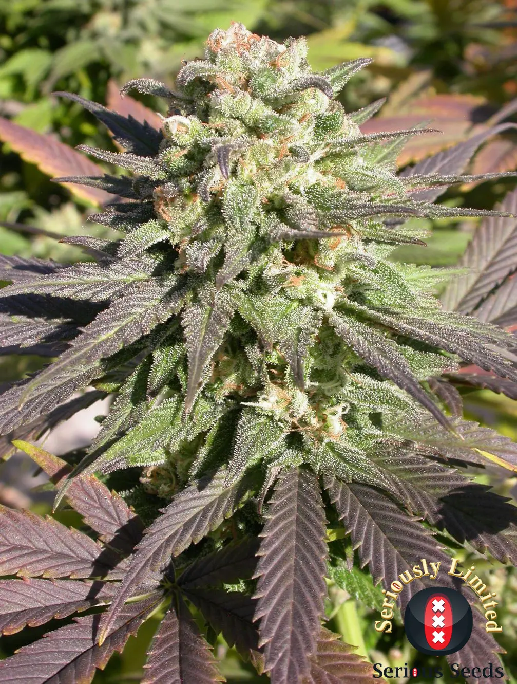 CBD-Warlock - Bild 2