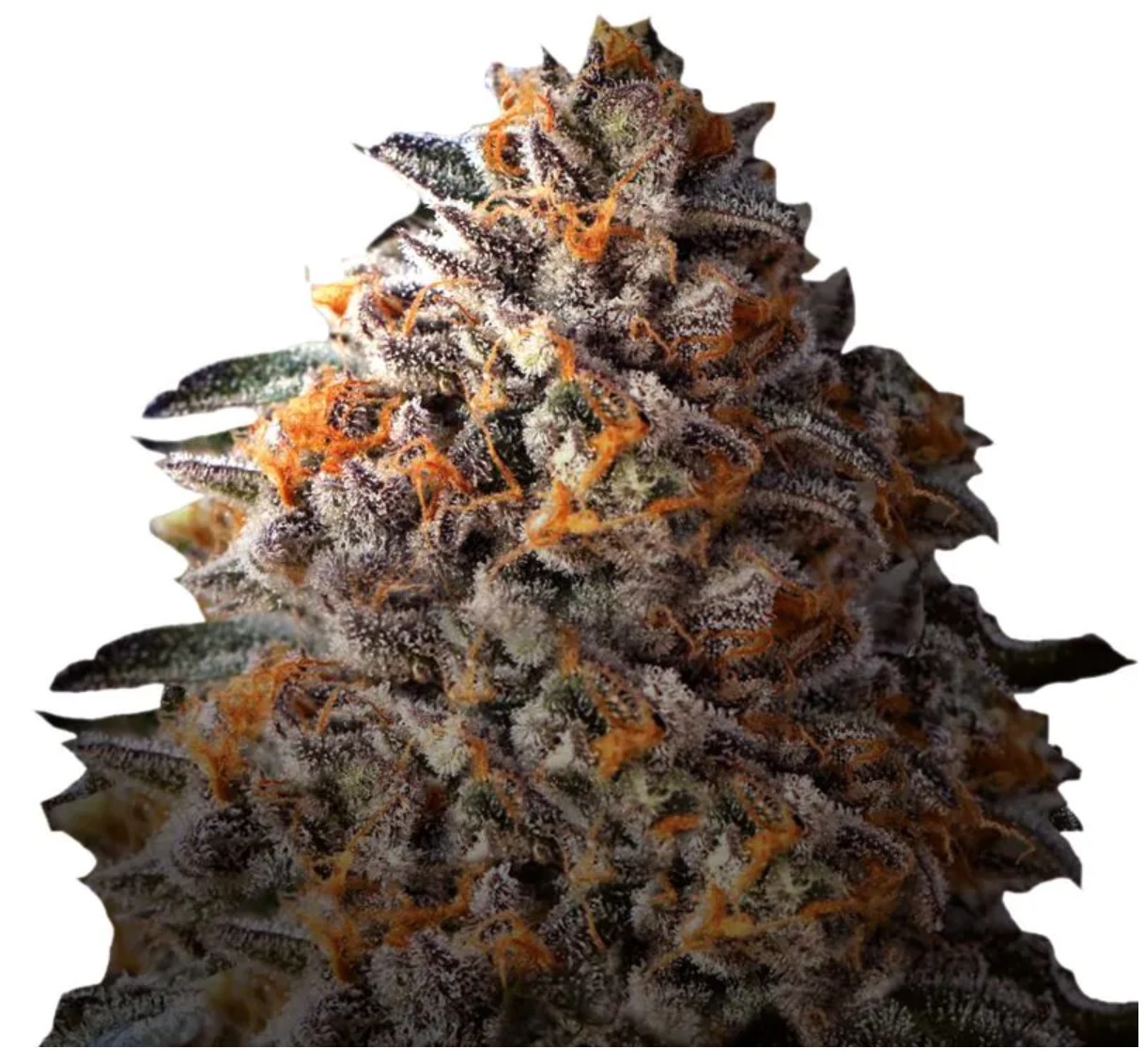 Bruce Banner III Auto, Growers Choice - Bild 2