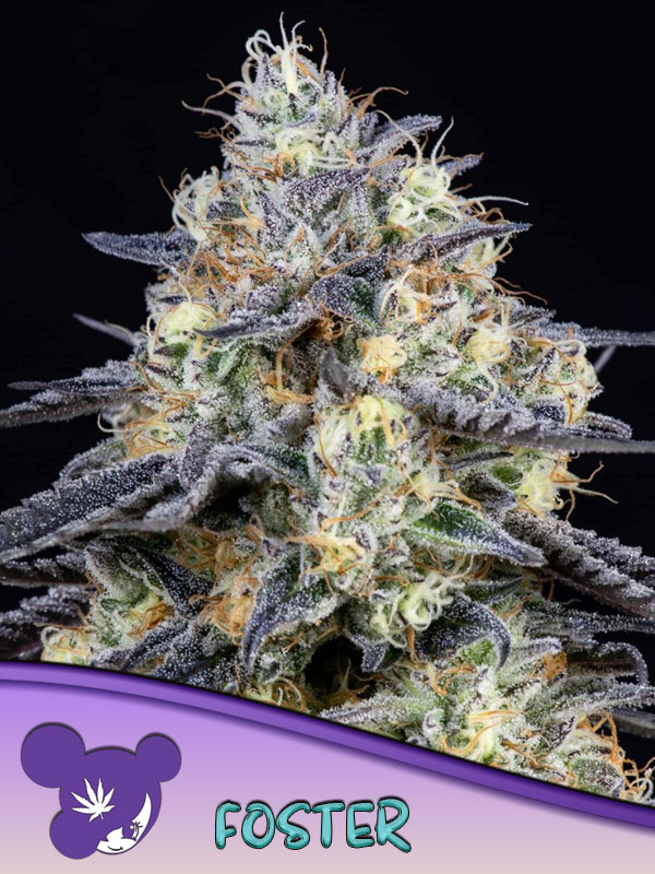 Foster, Anesia - Bild 1