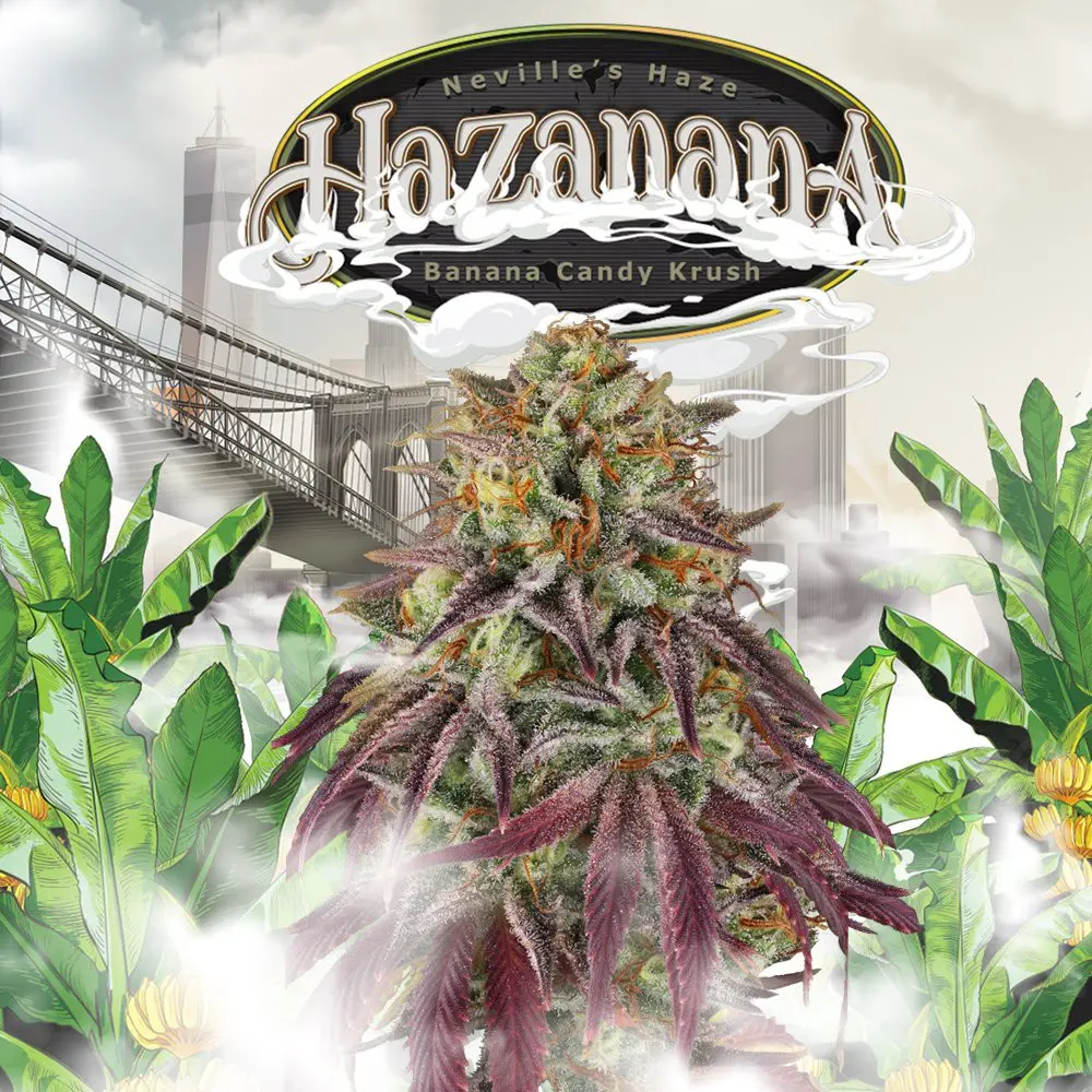 Hazanana - Bild 1