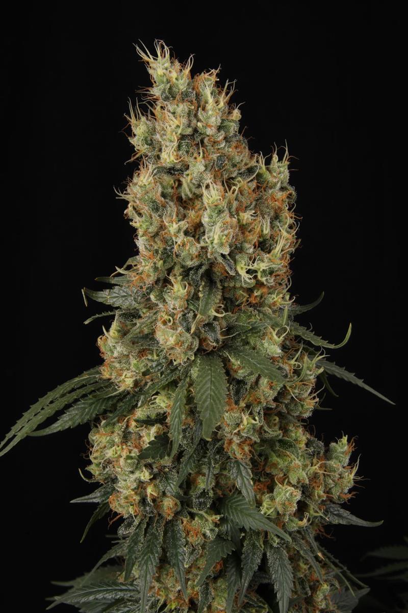 Mendocino Skunk, Paradise Seeds - Bild 2