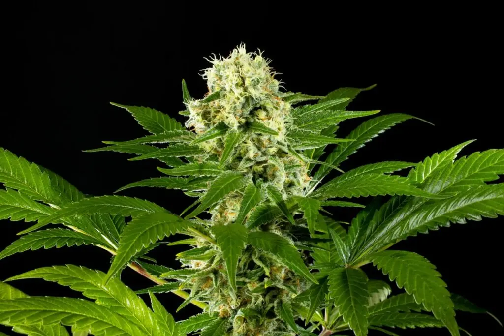 Amnesi-K Haze - Bild 3
