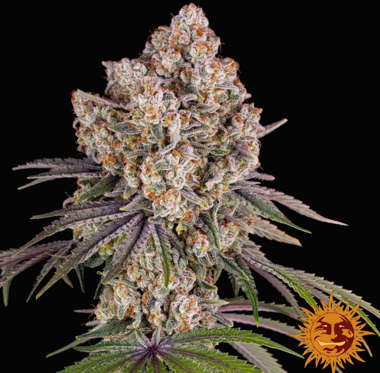 Ice Cream Cake, Barneys Farm - Bild 1