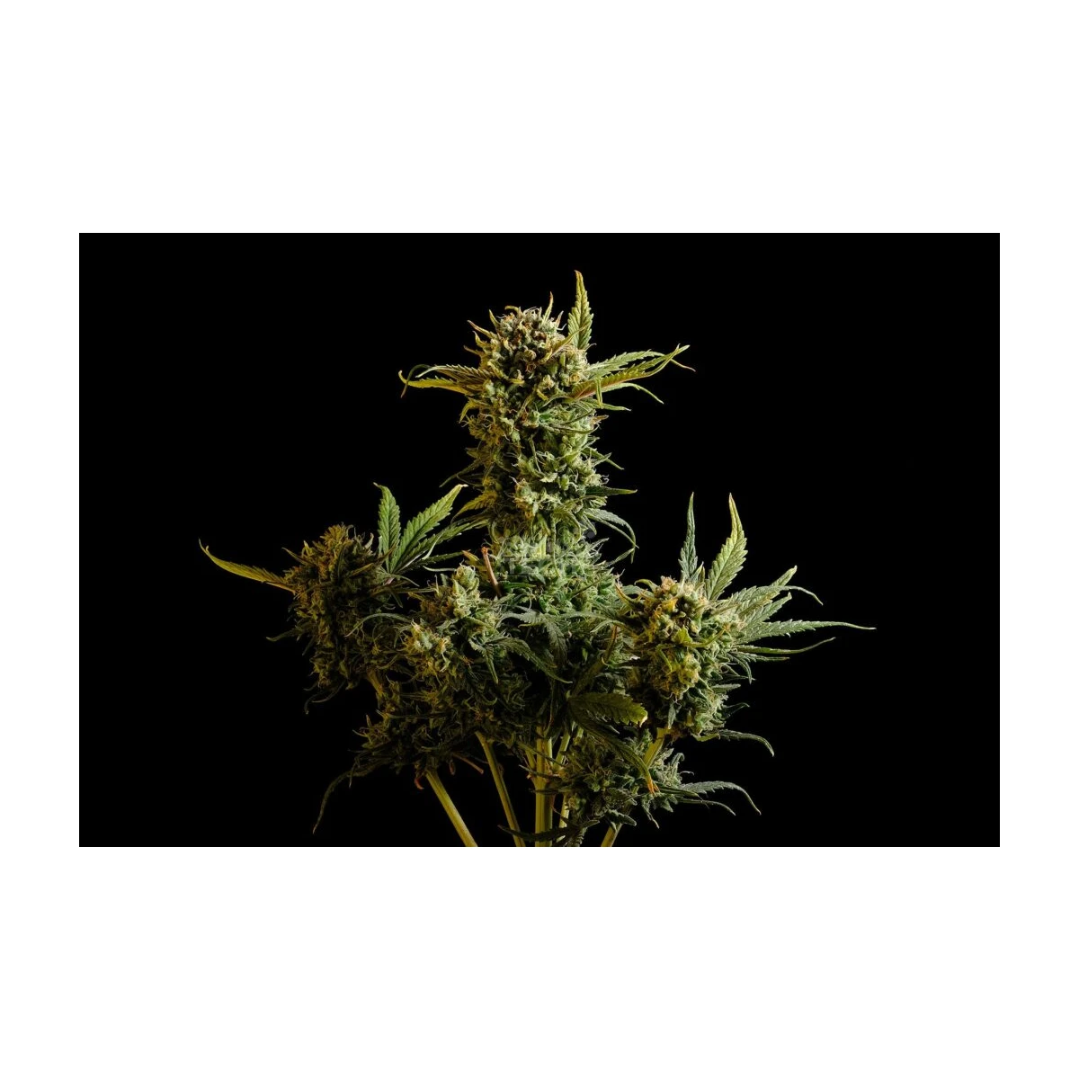 Gnomo Auto