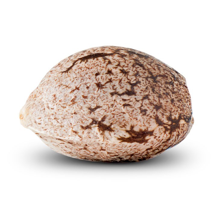 Zombie Kush, Ripper Seeds - Bild 4