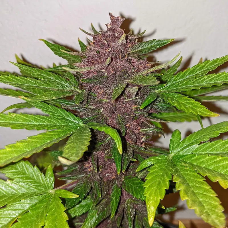 CBD Auto Blackberry Kush® - Bild 5