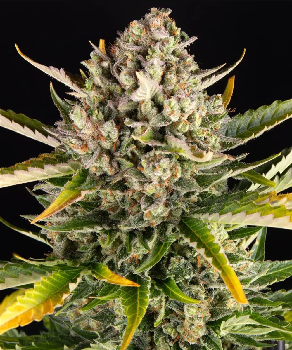 Strawberry Cheesecake Auto, Barneys Farm - Bild 1
