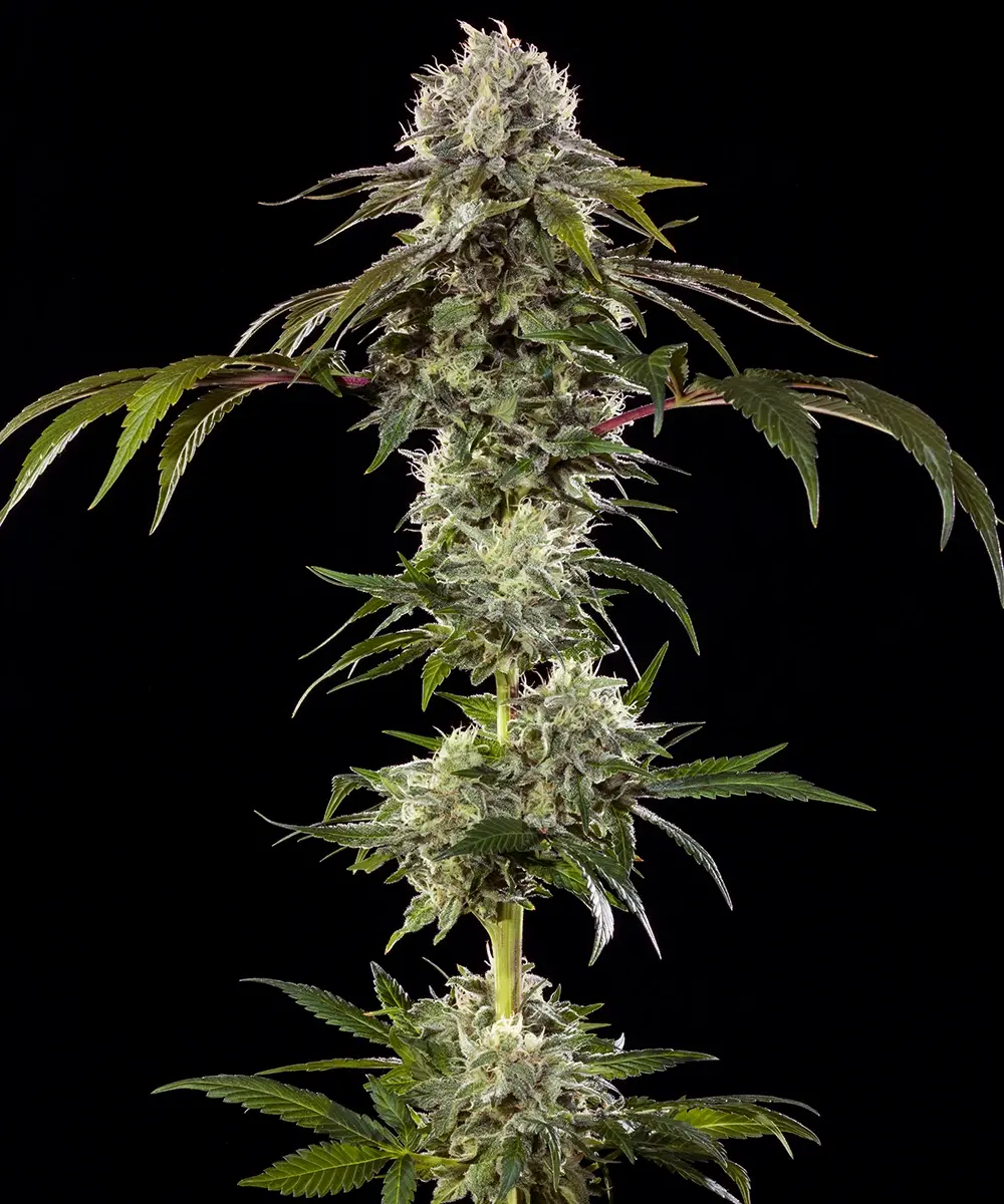 Durban Poison, Barneys Farm - Bild 1