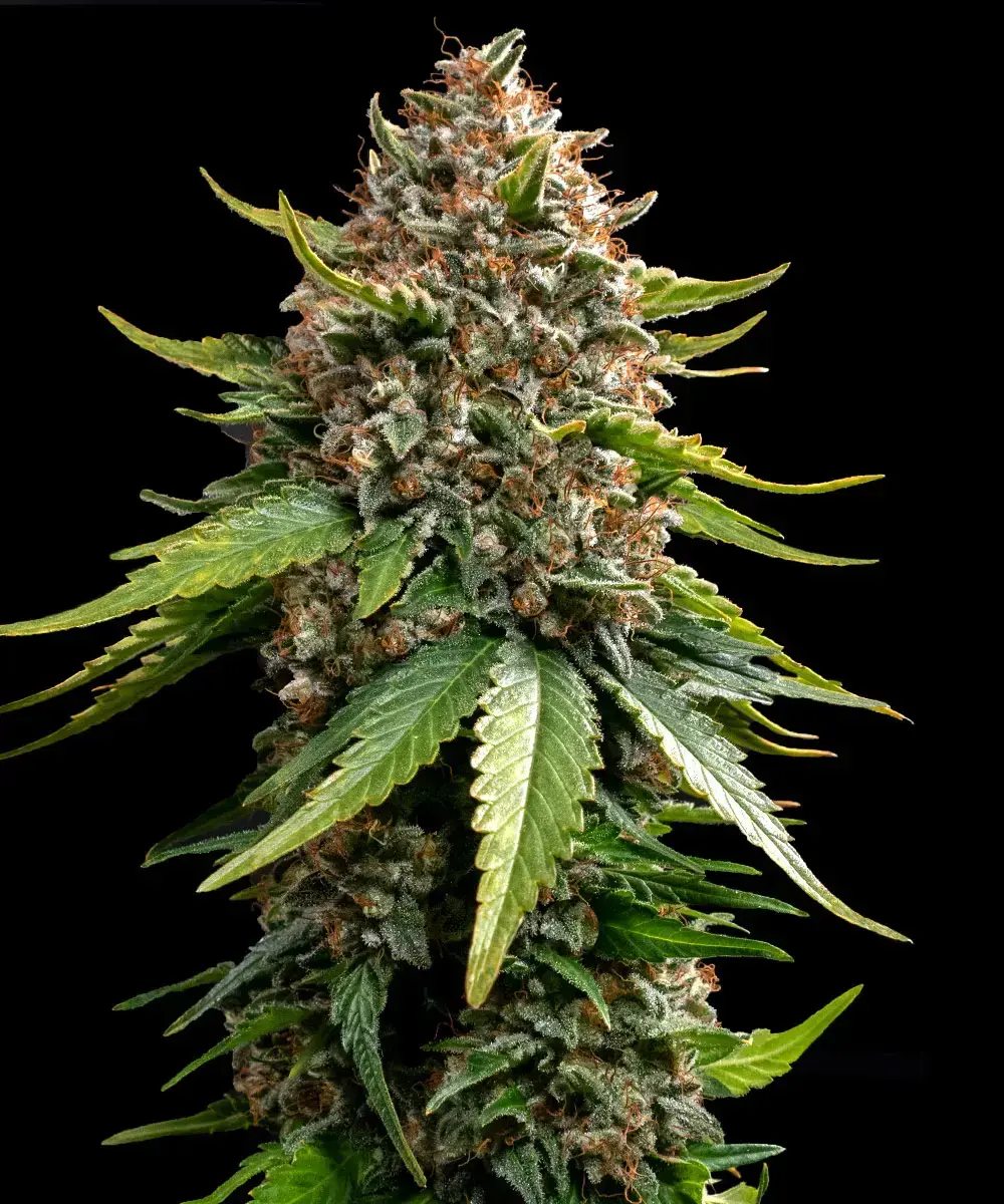 White Widow XXL Auto - Bild 1