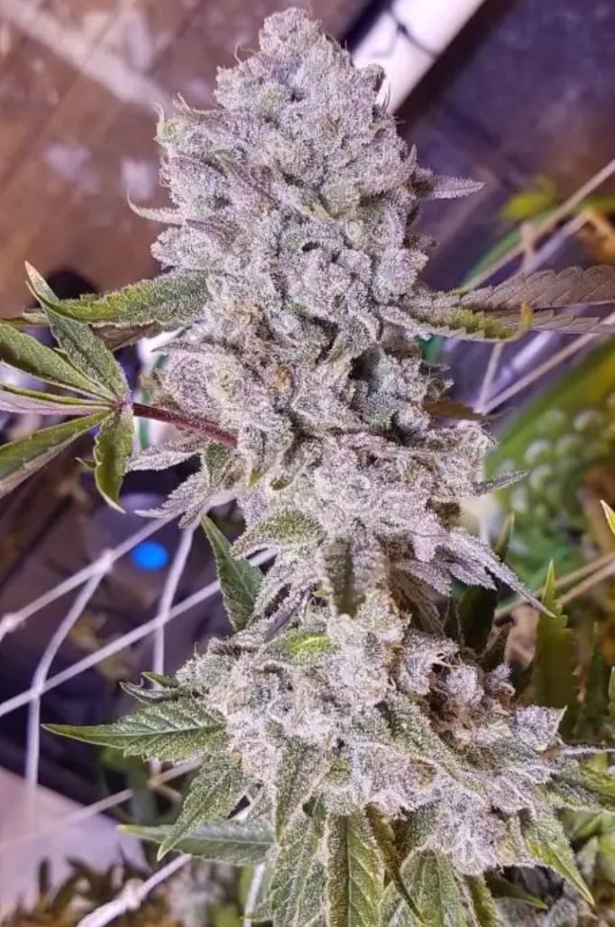 Platinum Gorilla, In House Genetics - Bild 1